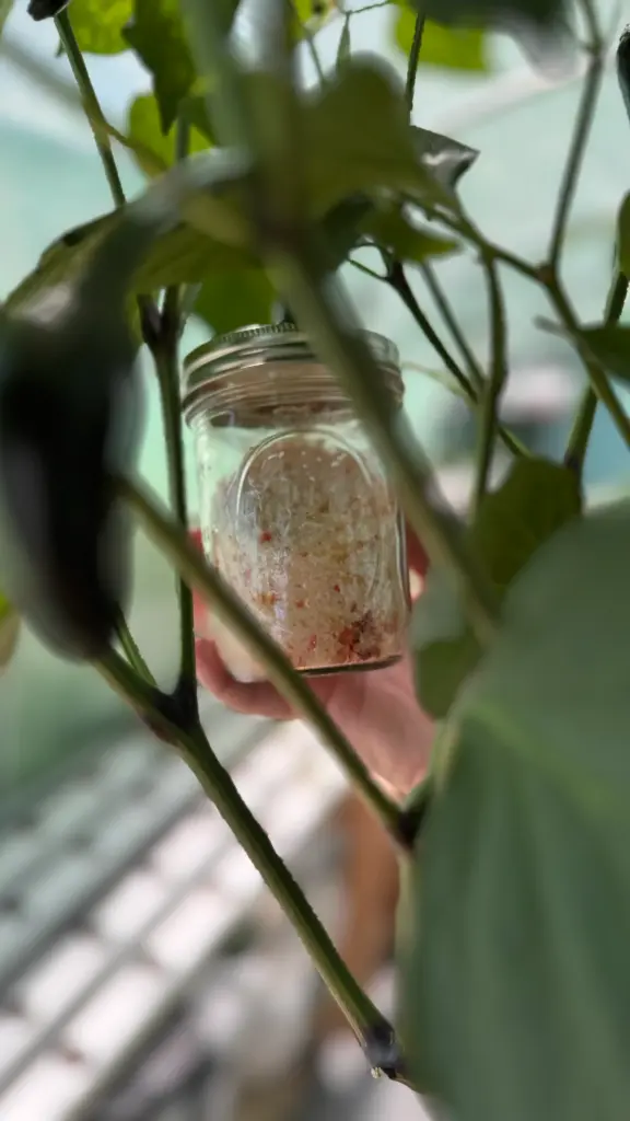 Carolina Reaper Hot Salt