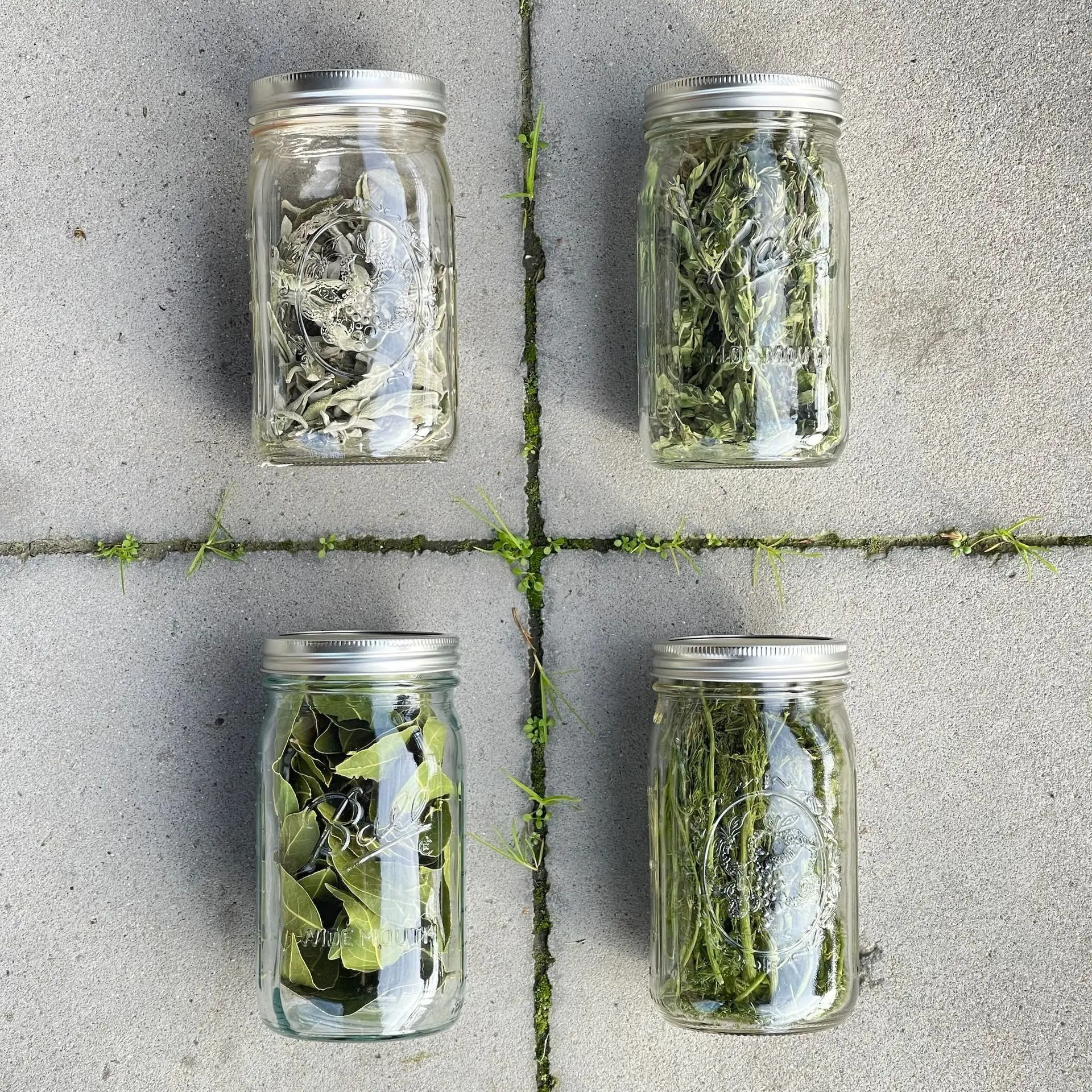 Freeze dried bay, dill, sage, and oregano. Array of freeze dried herbs.